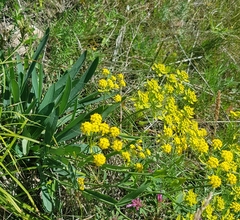 Bupleurum sibiricum