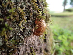 Platypleura kaempferi