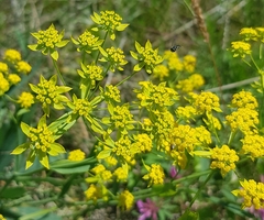Bupleurum sibiricum