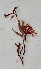 Coccotylus truncatus