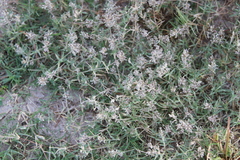 Eragrostis reptans