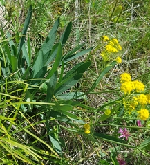Bupleurum sibiricum
