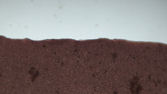 Coccotylus truncatus