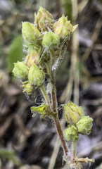 Drymocallis convallaria