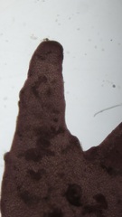 Coccotylus truncatus