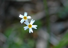 Primula egaliksensis