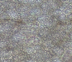 Coccotylus truncatus