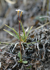 Primula egaliksensis