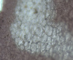 Coccotylus truncatus