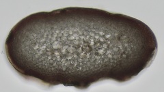 Coccotylus truncatus