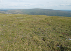 Primula egaliksensis
