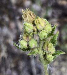 Drymocallis convallaria