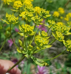 Bupleurum sibiricum