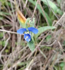 Commelina diffusa