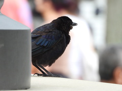 Quiscalus quiscula stonei