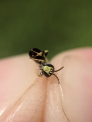 Hylaeus affinis