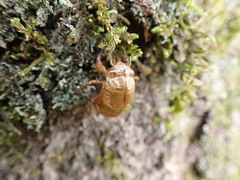 Platypleura kaempferi