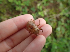 Platypleura kaempferi