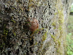 Platypleura kaempferi