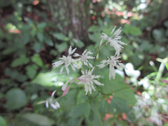 Thalictrum filamentosum