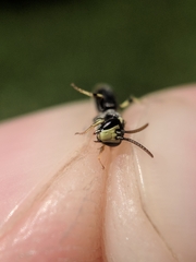 Hylaeus affinis