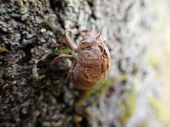 Platypleura kaempferi