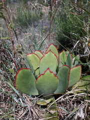 Cotyledon orbiculata oblonga