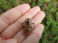 Platypleura kaempferi