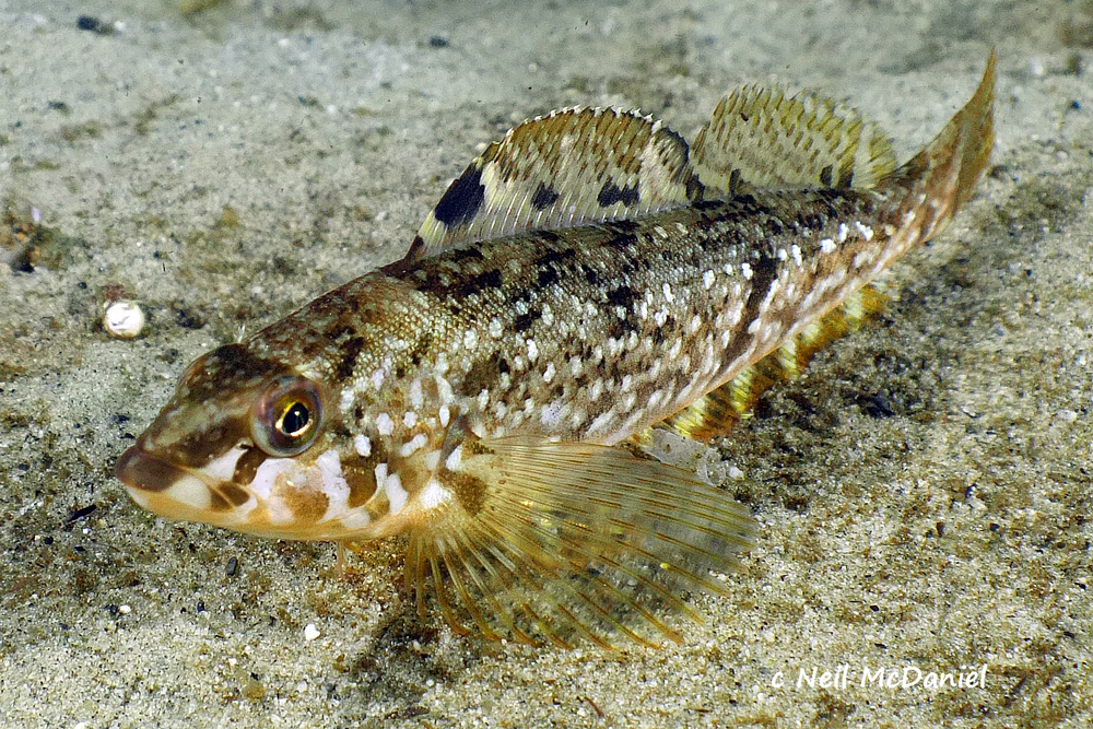 Whitespotted Greenling