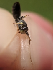 Hylaeus affinis