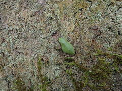 Hyla japonica