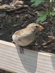 Passer domesticus