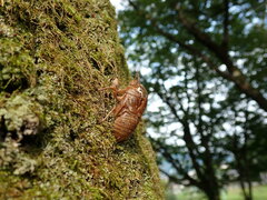 Graptopsaltria nigrofuscata