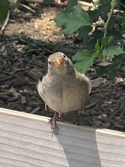 Passer domesticus