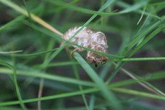 Diceroprocta viridifascia