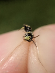 Hylaeus affinis