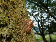 Graptopsaltria nigrofuscata