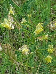 Astragalus mongholicus