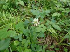 Trifolium repens