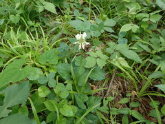 Trifolium repens