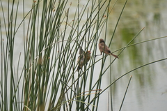 Xanthocephalus xanthocephalus