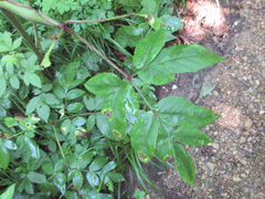 Angelica decursiva