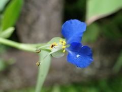 Commelina communis