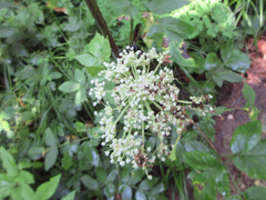 Angelica decursiva