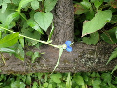 Commelina communis