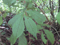 Weigela praecox