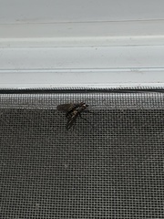 Diptera