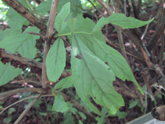 Weigela praecox