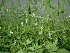 Lysimachia fortunei