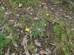 Hypochaeris radicata